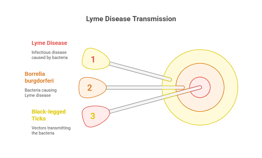 Lyme-Disease