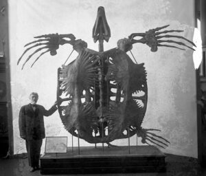 Archelon-ischyros